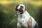 American Bulldog puppy