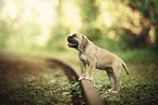American Bulldog puppy
