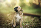 American Bulldog puppy