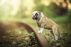 American Bulldog puppy