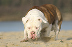 standing American Bulldog