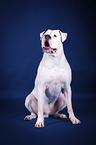 sitting American Bulldog