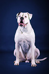 sitting American Bulldog