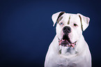 American Bulldog portrait