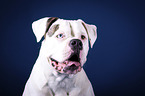 American Bulldog portrait