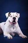 lying American Bulldog