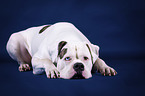 lying American Bulldog