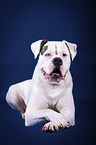 lying American Bulldog