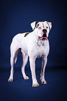 standing American Bulldog