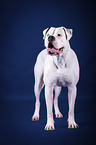 standing American Bulldog