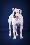 standing American Bulldog