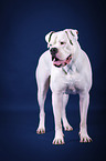 standing American Bulldog