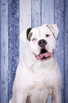 American Bulldog portrait