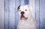 American Bulldog portrait