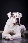 lying American Bulldog