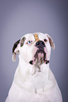 American Bulldog portrait