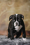 American Bulldog