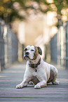 lying American Bulldog