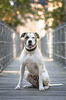 sitting American Bulldog