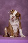 American Bulldog Puppy