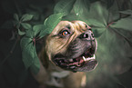 brown American Bulldog