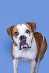 American Bulldog in front of black background