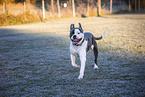 American Bulldog in fall