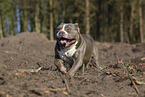 American Bulldog