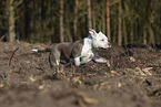 American Bulldog