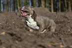 American Bulldog