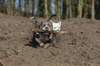 American Bulldog