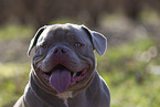 American Bulldog