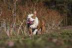 American Bulldog