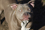 American Bulldog