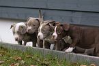 American Bulldog Puppies