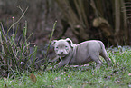 American Bulldog Puppy