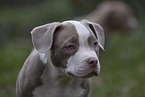 American Bulldog Puppy