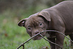 American Bulldog Puppy