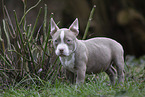 American Bulldog Puppy