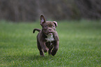 American Bulldog Puppy