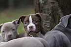American Bulldog Puppies