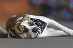 female American Bulldog