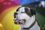 male American Bulldog