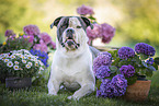 male American Bulldog