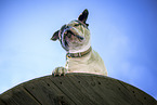 male American Bulldog