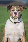 American Bulldog