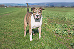 American Bulldog