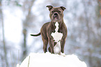American Bulldog in winter