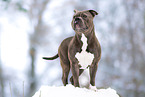 American Bulldog in winter