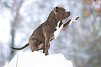 American Bulldog in winter